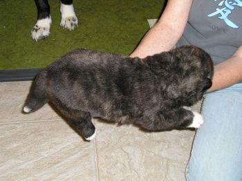 "Hope" at 3 weeks check out that brindle
