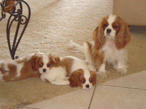 Mac with daughters ChaCha and her sister Piper.  These pups were sired by CKCSC & AKC CH Pascavale Pancho.