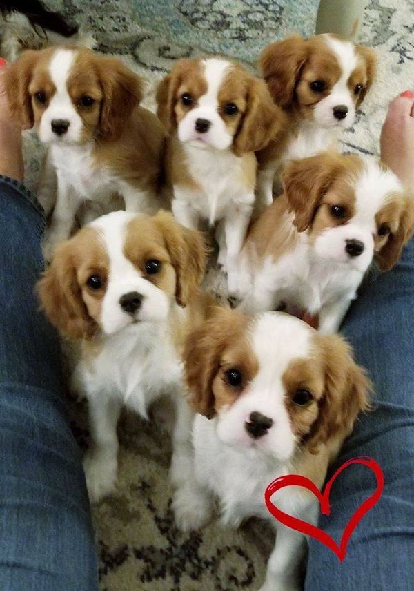 This beautiful litter of six were by Eng CH Brookhaven Believe it or Not, Ripley, and out of our AKC CH Promontory So Fine, Sofie.  Three are now champions.