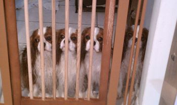 On bath day the Cavaliers are in jail.
