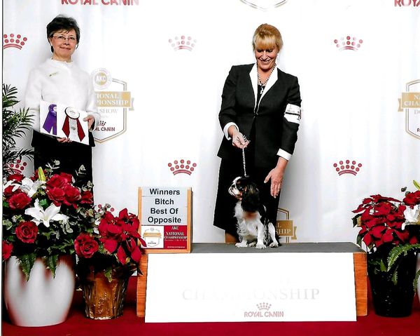 Our beautiful Virginia taking Winner's Bitch and Best of Opposite Sex at Royal Canin in Orlando, 2018. 