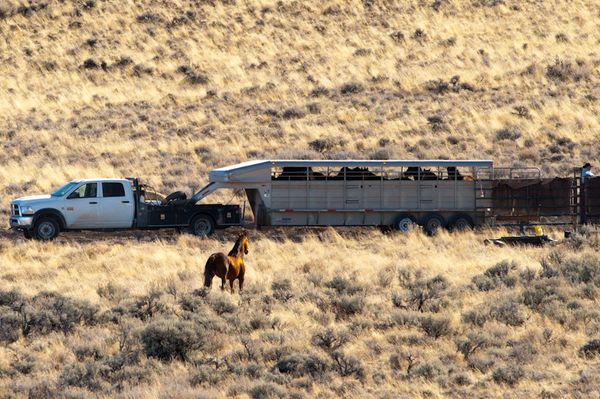 BLM Rounds up our wild horses, Calico Roundup January 2012