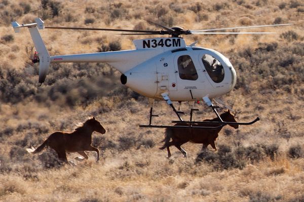 Calico Roundup January 2012 BLM (Bureau of Land Management, a division of the US government)