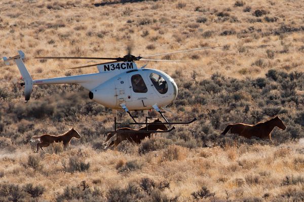 BLM Calico Roundup January 2012, Mike Lorden Photo