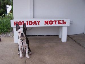 "Syd," our first motel mascot. We miss you Syd! Come home soon!