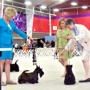 Sparring in the ring - Heart of America Scottish Terrier Club Specialty show - March 2012
