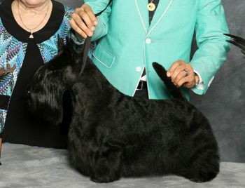 Yoshi winning Best in Show with Victor Rosado Zamora at a grooming competition in Dallas, Texas
