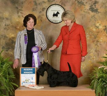 Winning Reserve Winner's Dog at the Scottish Terrier Club of Greater Atlanta Specialty - April 7, 2013 under breeder-judge, Carol Annan.
