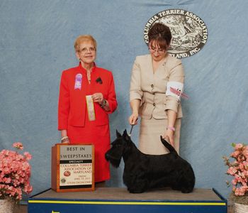 Gabby winning Best in Sweeps at the Scottish Terrier Club of Greater Baltimore Area Specialty - April 2013
