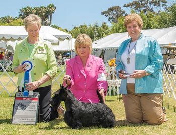 Yoshi winning Winner's Dog and Best of Winners at the Great Western Terrier Assn!
