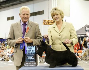 Winning his second major as Winners Dog and Best of Winners during the STC Greater Houston specialty weekend

