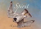 Spirit the fastest bird in the world audio book