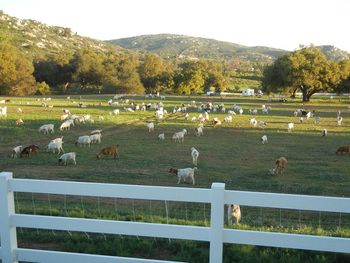 My neighbors yard goats grazing down their weeds. Smart neighbors
