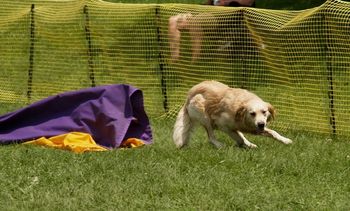 Sportsfest. Drifter is a big strided dog, learning to turn quickly is very important for his future agility success. Photo by Kelly Muller
