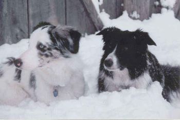 Janie Harris's dogs Booker T (left) and Bailey (right)
