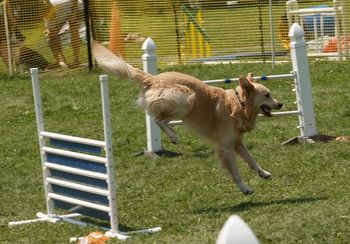 Drifter in his first match, he still has not learned how to jump very well. Photo by Kelly Muller.
