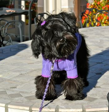 Cassie and I decided to dress Pippa up one fall day. It was getting cold outside!
