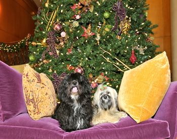 I took this picture of Sid and Genny in the lobby of our Florida home from Christmas of 2012
