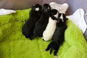 Click the picture to see our latest litter