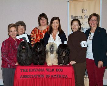 At Nationals in 2012, Curtis wins Stud Dog, with Genny and her siblings Enzo and Maya behind him.

