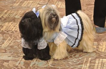 Genny and Pippa's in the Costume Parade at Nationals in 2014
