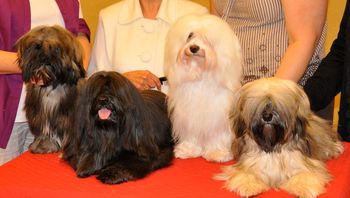 Here is Genny's dad Curtis with three of his offspring (Genny, Levi and Rio.) He sure produces color for a black dog!
