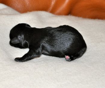 Pippa was 6.35 ounces and is black with white markings
