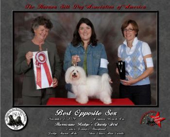 This is Genny's dam, Hurricane Ridge's Charly Girl (Ally.) Ally lives with my good friend Jen and her family at Hurricane Ridge's Havana Silk Dogs in Port Angeles, Washington. Ally is pictured here winning Best of Opposite at the 2009 Havana Silk Dog Nationals at 1 1/2 years old. Genny won the same title just two years later at 1 1/2 years also. Pretty cool!
