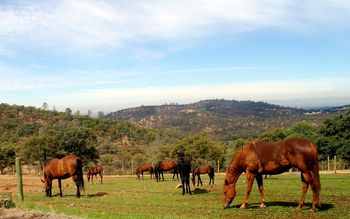 Mare and foals pastures

