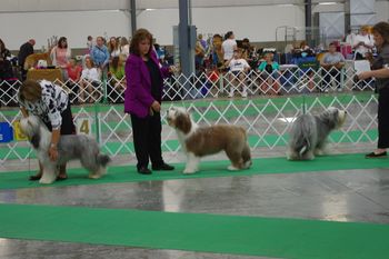 Picture Perfect and won Best Puppy at the Club Regional Event in June 2011.
