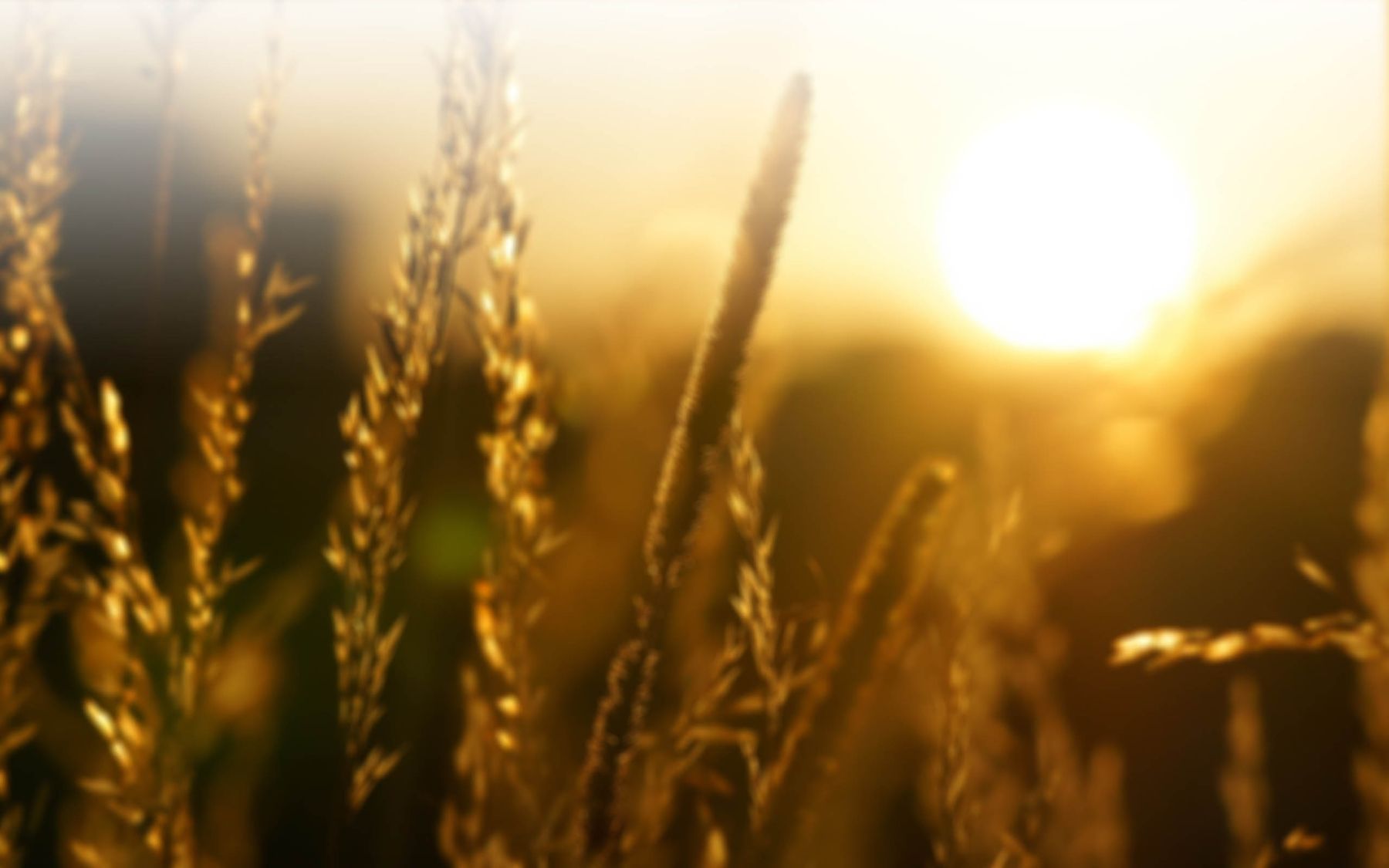 Bread Of Life Fellowship