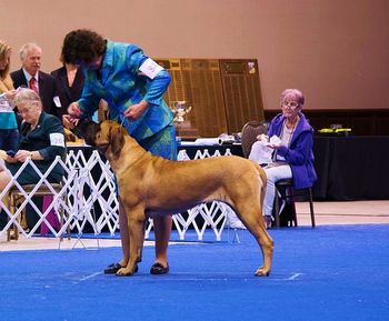 MCOA National Specialty - 13 months old
