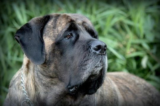 Bendegeit Mastiffs - English Mastiff Breeders in Alberta, Canada ...