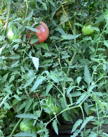 Marcia's Tomatoes in September
