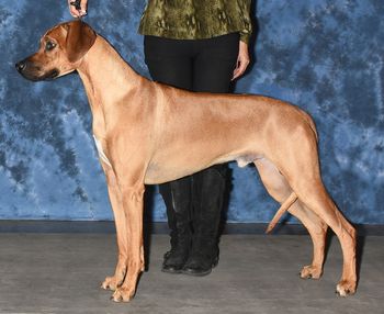 Blondie(Rayne x Diego)- UKC Ch Regiment's Man With No Name- AKC pointed

