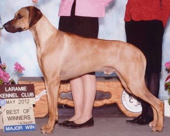 Kadin(Sparta x Gane) - CH.Regiment's Spell Worked Like A Charm CGC, BN. DOB - 6/14/10 Owned by Carol & KW Kadin is my second homebred champion, finishing with 4 majors! Kadin won his first major in Feb at the Denver show, then won every weekend he showed thereafter. He finished with a bang! He won a 5pt major at a RRCUS supported show! He has passed his thyroid test(Dodds), elbows normal & good hips, CERF normal, Cardiac normal, DM clear by parentage.
