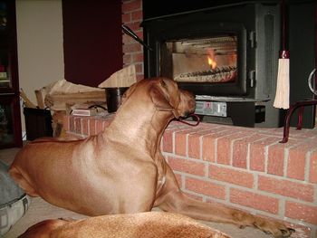 Gane loves, loves sitting & staring at the fire : )
