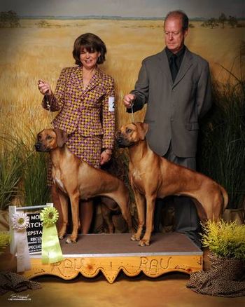 Here are the amazing sisters Sparta and Bridget! Both winners that day in Sweepstakes at the National Specialty & being handled wonderfully by Mary Lynne Elliott(Sparta) and Frank DePaulo(Bridget).
