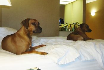 Cinder & Selous relaxing on the hotel bed.
