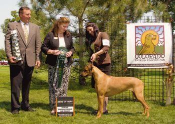 Selous winning an Award of Merit under breeder judge Celia Hoffman! Entry of 23 Specials...awesome day!
