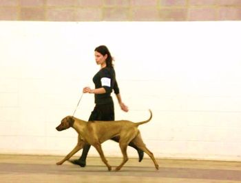 First show with Selous, 8 mo. old. Picture taken by Lynn Miller : )

