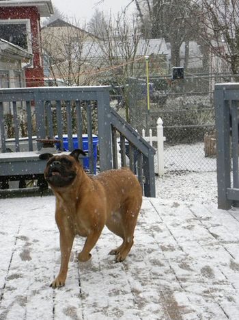 Bonnie loved the snow and would dance as the flakes came down always trying to catch some.
