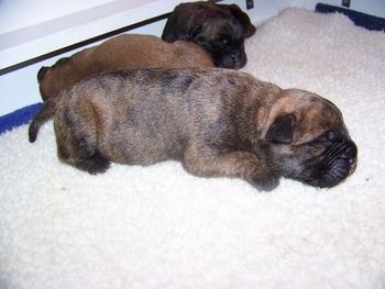 This is brindle boy we are calling Sango
