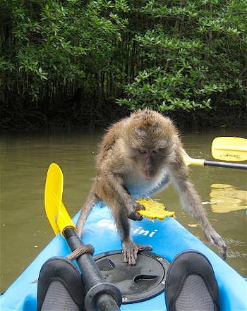 Sometimes monkeys don't seem so cute.
