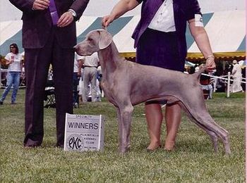 Ch. HiBourne's Class Action "Mickey" 1996-2008 (Ch. Bremar Maker's Mark x Ch. HiBourne's Vision of Glory, CD, JH, NSD, NRD, V) Owners: Michael Raab and Bonnie Lane
