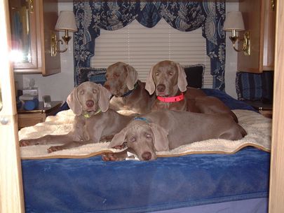 how to crate train a weimaraner puppy
