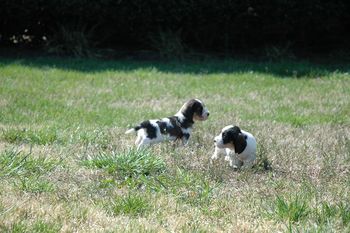 Logan and Daisy ( Tao x Jingles) exploring the world on their first outside outing
