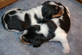 Gidget x Polygor puppies at 10 days of age
