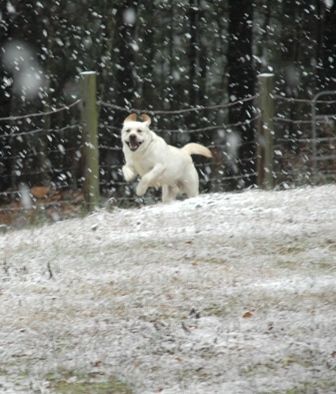 Mac enjoying the rare snow in Ga
