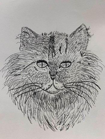 Pen and Ink Kitty
